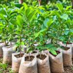 plant de corossolier