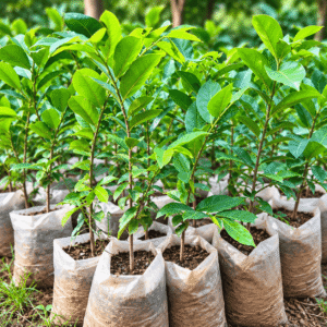 plant de corossolier