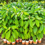 plant d’avocatier